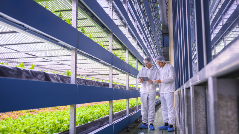 Agroalimentaire : Amélioration du process cuverie.